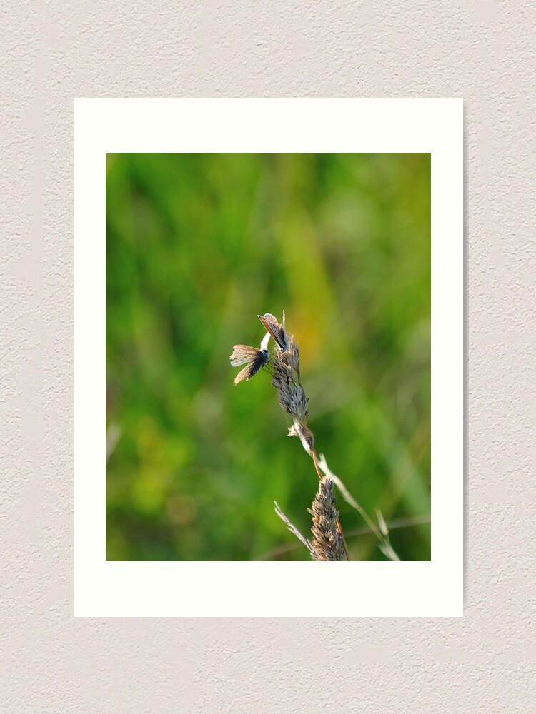 Alternate view of Common Blue Butterflies Art Print