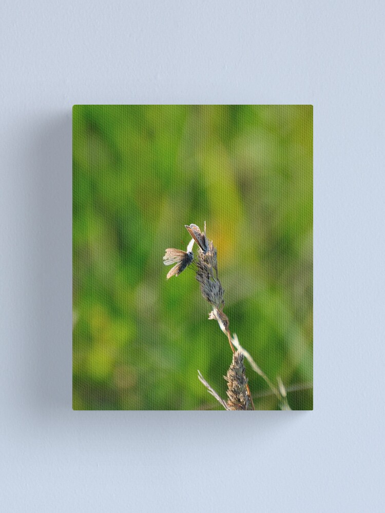 Alternate view of Common Blue Butterflies Canvas Print