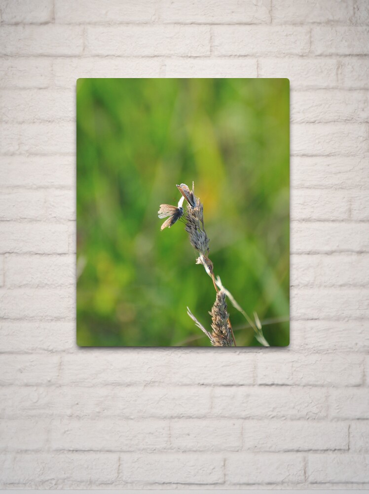 Thumbnail 2 of 4, Metal Print, Common Blue Butterflies designed and sold by Paul Eden.