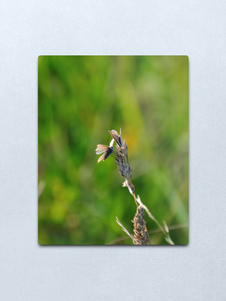 Alternate view of Common Blue Butterflies Metal Print