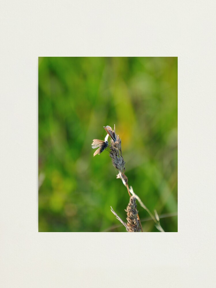 Alternate view of Common Blue Butterflies Photographic Print