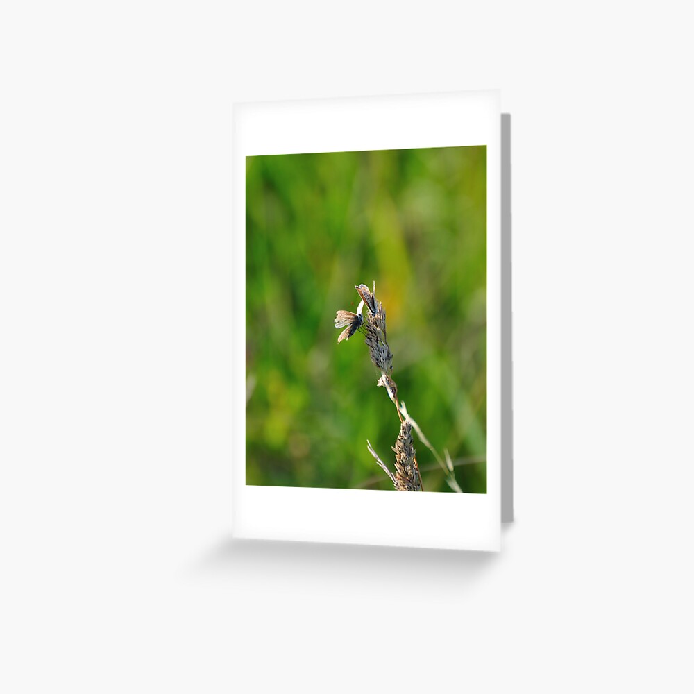 Item preview, Greeting Card designed and sold by pauleden.