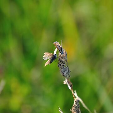 Artwork thumbnail, Common Blue Butterflies by pauleden