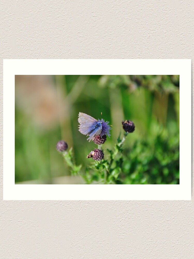 Alternate view of Common Blue Butterfly Art Print