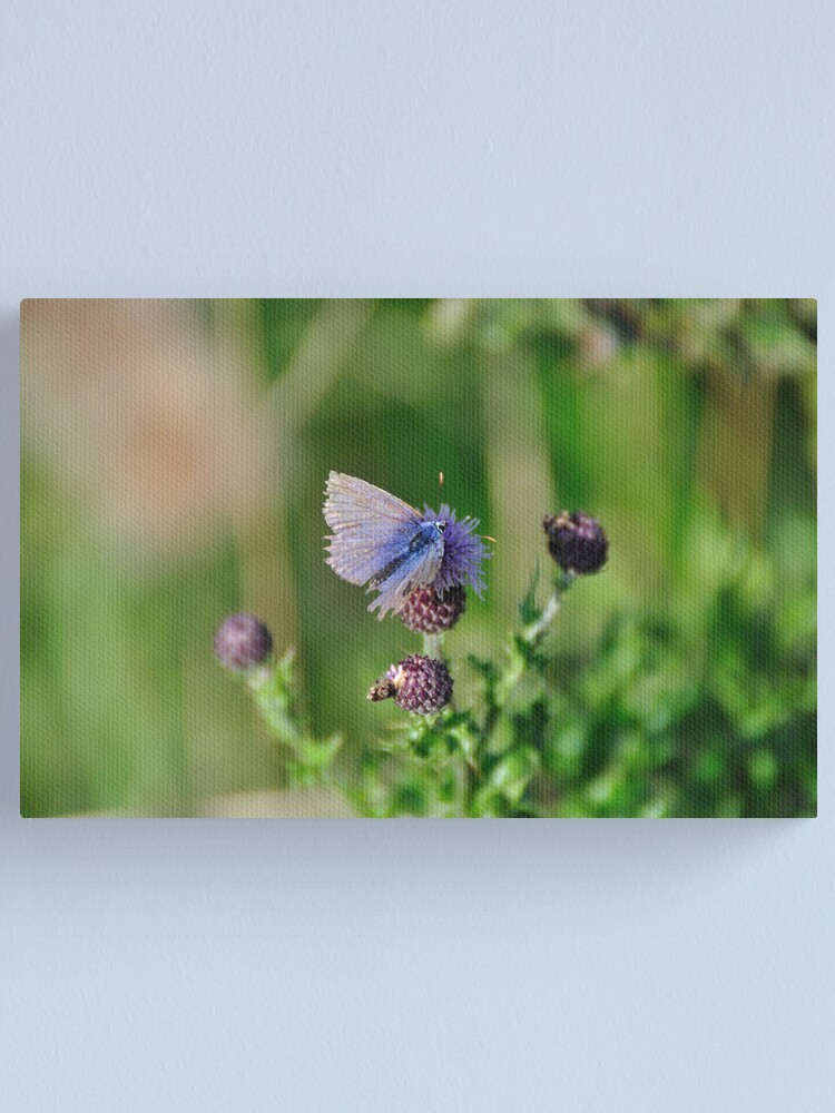 Alternate view of Common Blue Butterfly Canvas Print