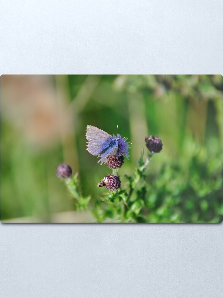 Alternate view of Common Blue Butterfly Metal Print