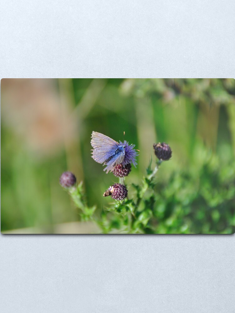 Alternate view of Common Blue Butterfly Metal Print