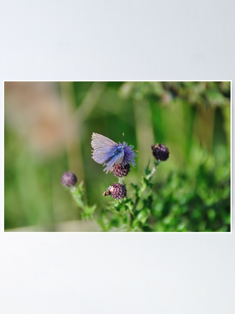 Alternate view of Common Blue Butterfly Poster