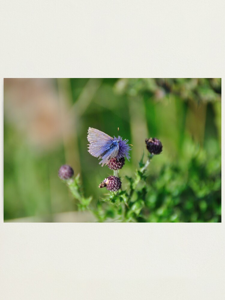 Alternate view of Common Blue Butterfly Photographic Print