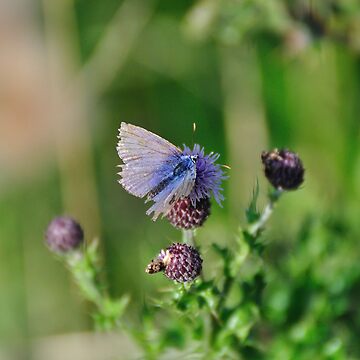 Artwork thumbnail, Common Blue Butterfly by pauleden