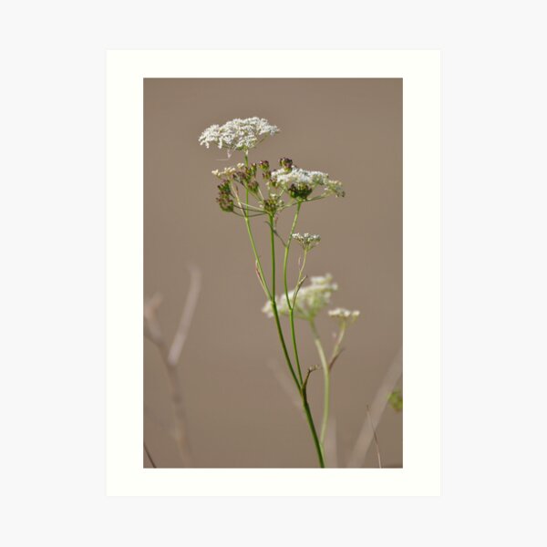 Untitled Art Print