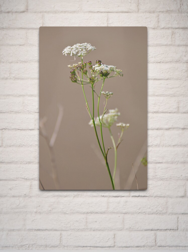Thumbnail 2 of 4, Metal Print, Untitled designed and sold by Paul Eden.