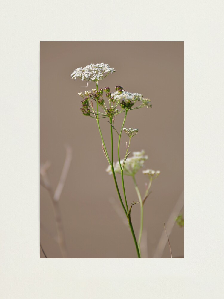 Alternate view of Untitled Photographic Print