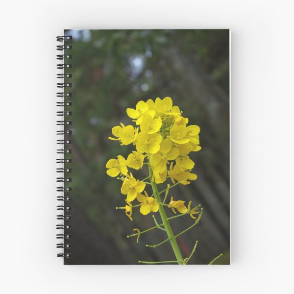 Item preview, Canola designed and sold by The Botanical Jason.