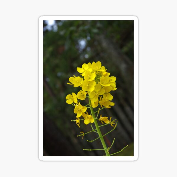 Item preview, Canola designed and sold by The Botanical Jason.