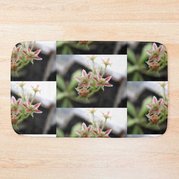 Item preview, Carnivorous Plant Flowers, Sundew, Drosera Adelae, Tropical plants, Rare Plants, bug eating plants,  designed and sold by LCAppling.