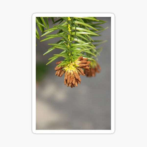 China Fir Sticker