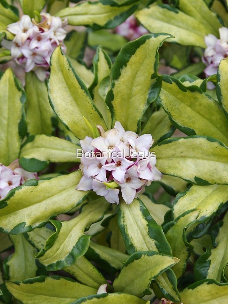 Thumbnail 4 of 4, iPhone Case, Fragrant Daphne designed and sold by BotanicalJesus.