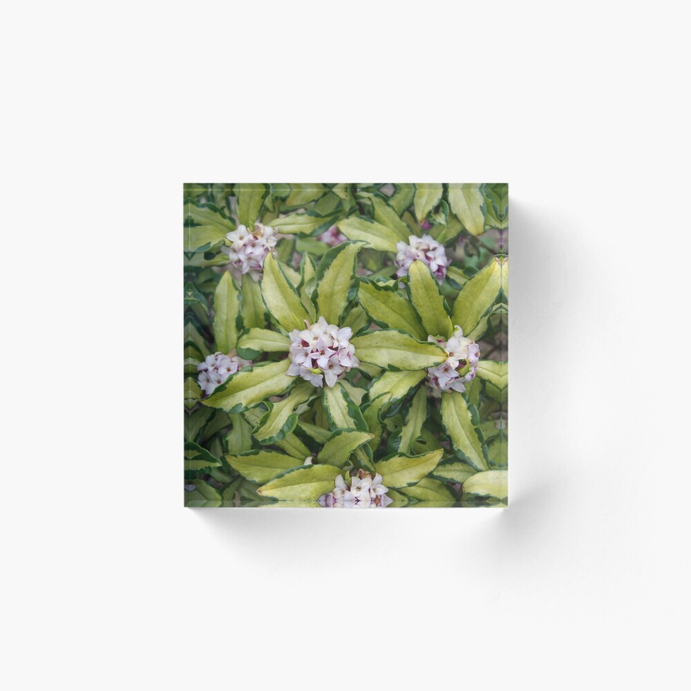 Item preview, Acrylic Block designed and sold by BotanicalJesus.