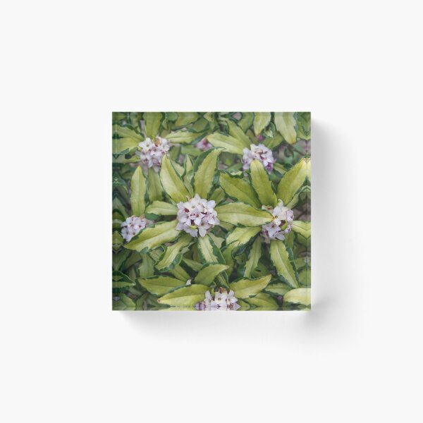 Item preview, Fragrant Daphne designed and sold by The Botanical Jason.