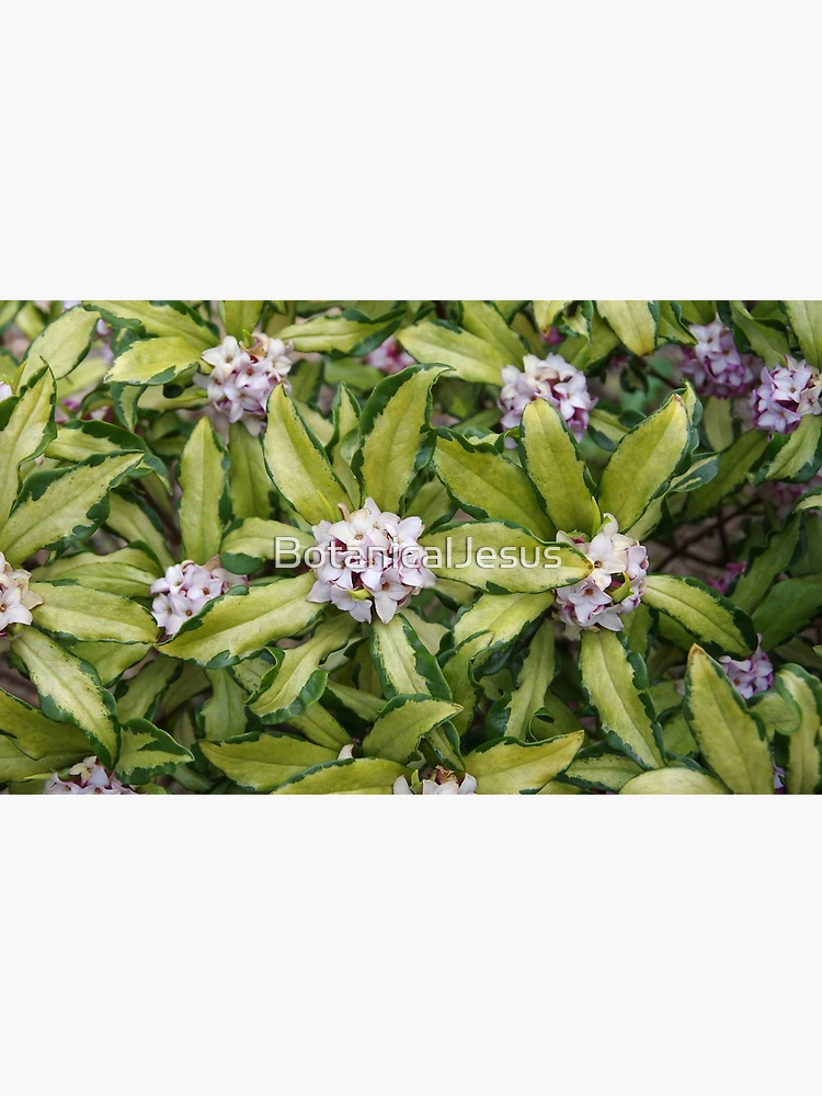 Thumbnail 4 of 4, Coffee Mug, Fragrant Daphne designed and sold by The Botanical Jason.