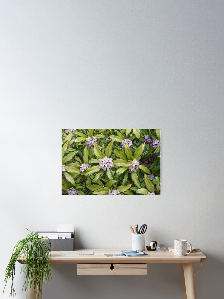 Thumbnail 2 of 3, Poster, Fragrant Daphne designed and sold by BotanicalJesus.