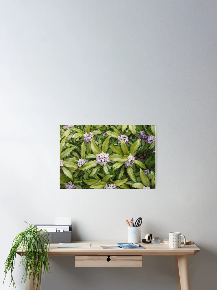 Thumbnail 2 of 3, Poster, Fragrant Daphne designed and sold by The Botanical Jason.