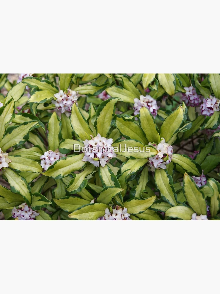 Thumbnail 3 of 3, Poster, Fragrant Daphne designed and sold by The Botanical Jason.