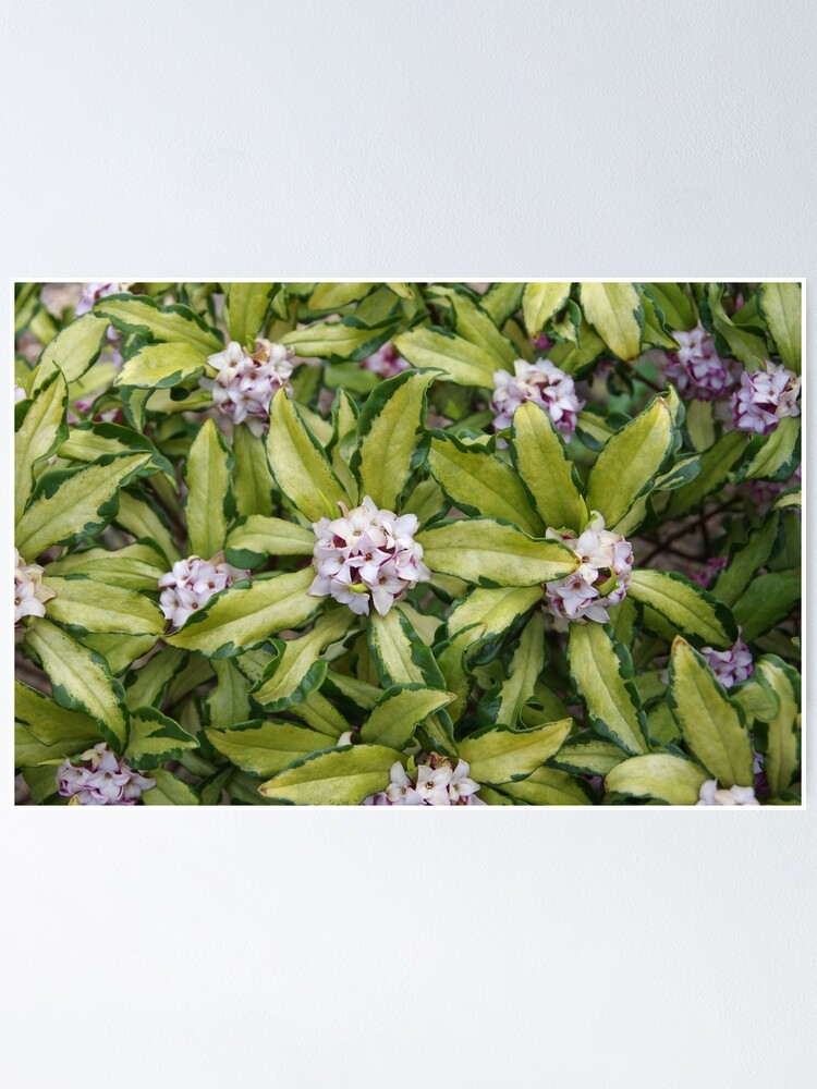 Thumbnail 1 of 3, Poster, Fragrant Daphne designed and sold by BotanicalJesus.