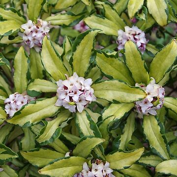 Artwork thumbnail, Fragrant Daphne by The Botanical Jason