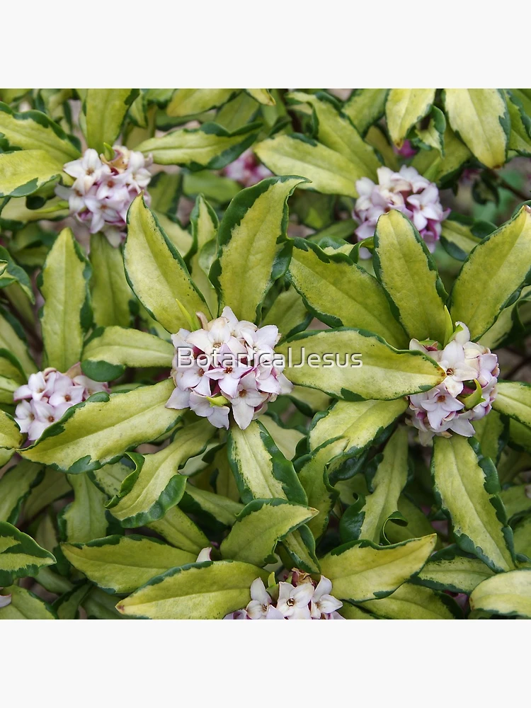 Thumbnail 4 of 4, Clock, Fragrant Daphne designed and sold by The Botanical Jason.