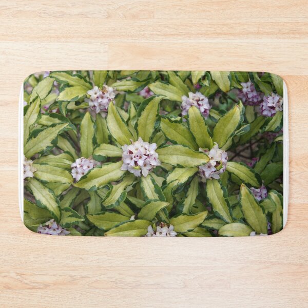 Item preview, Fragrant Daphne designed and sold by The Botanical Jason.
