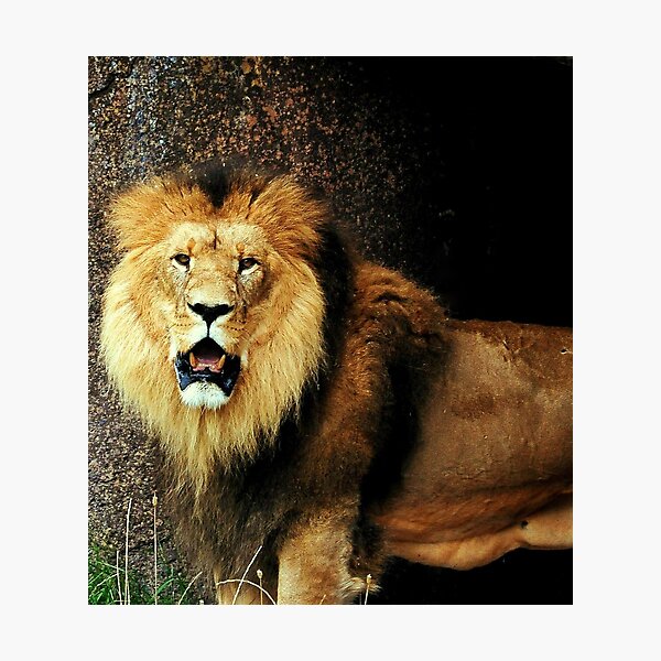 The lions den Photographic Print
