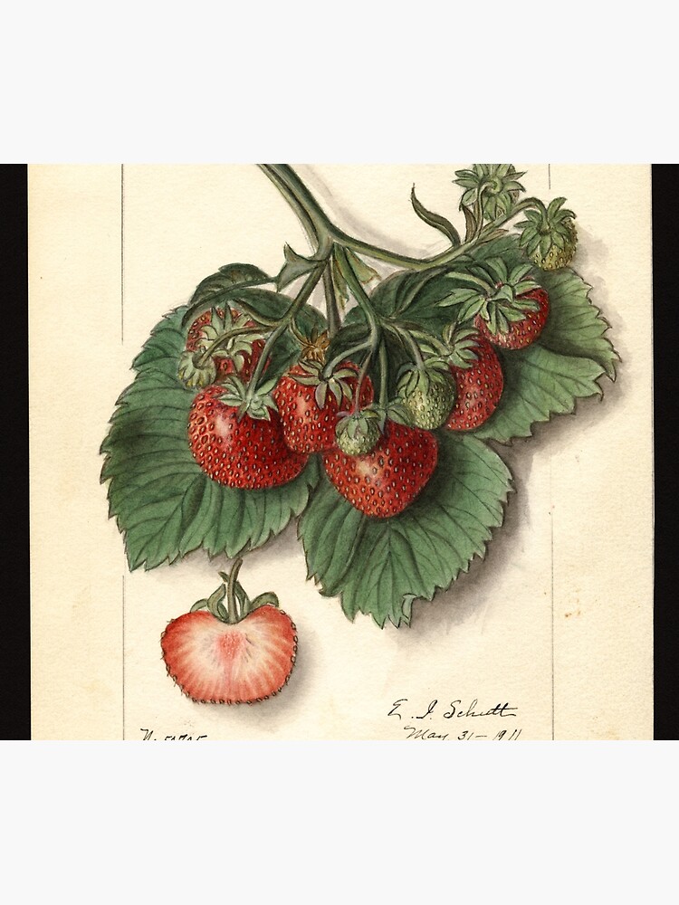 Vintage Strawberries by douglasewelch