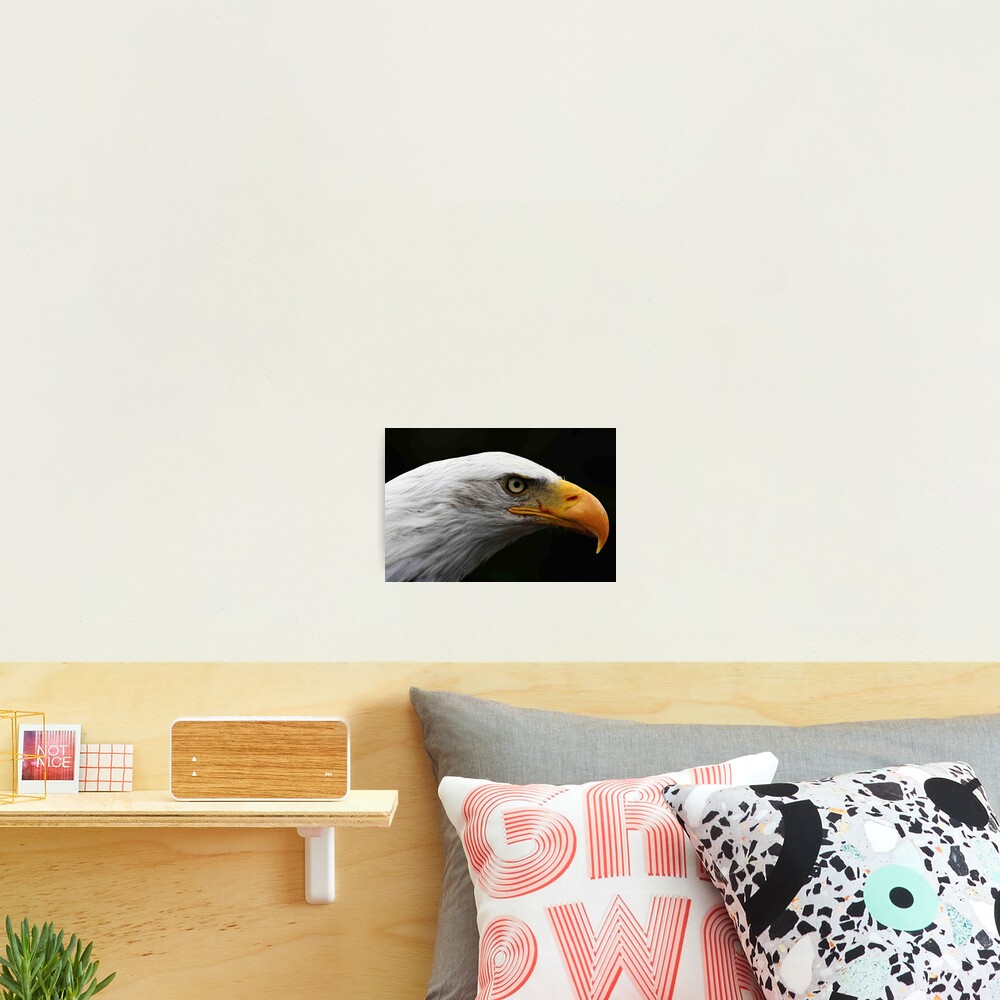 Bald Eagle Photographic Print