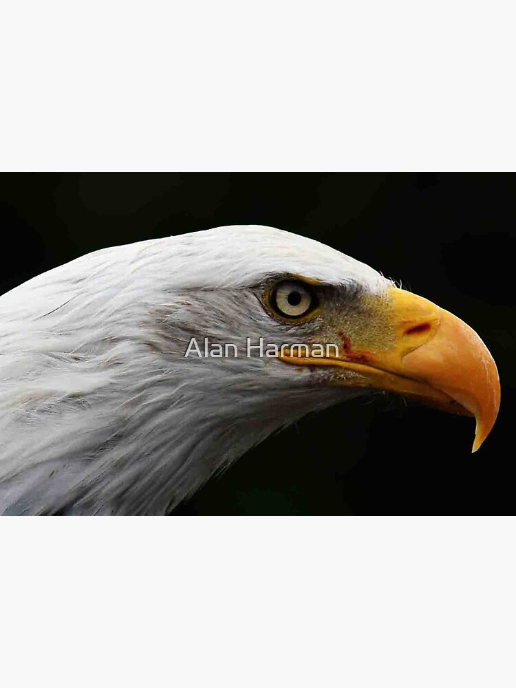 Bald Eagle by AlanHarman