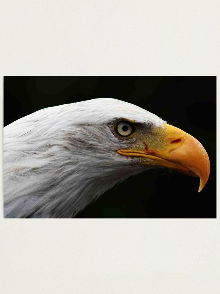 Alternate view of Bald Eagle Photographic Print