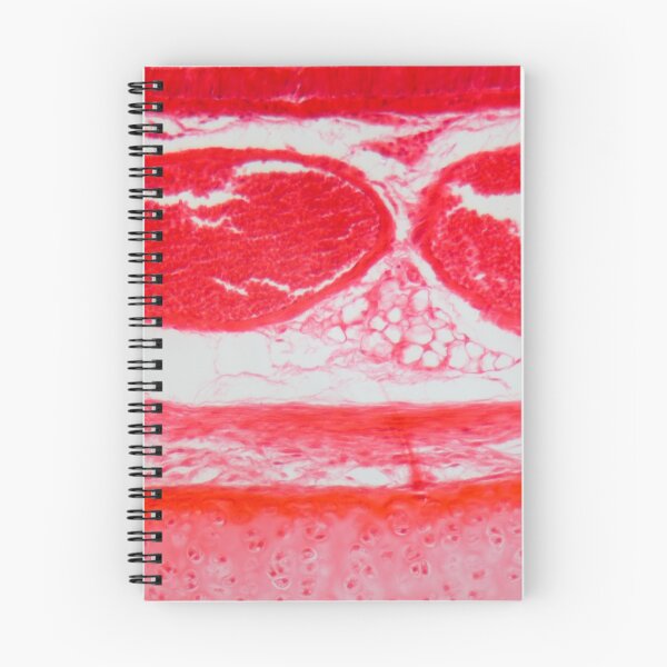 Item preview, Trachea Cells under the Microscope designed and sold by Zosimus.