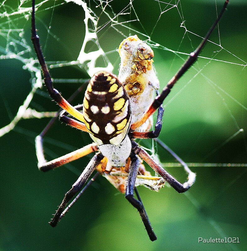 "Trapped in a Spider's " by Paulette1021 Redbubble