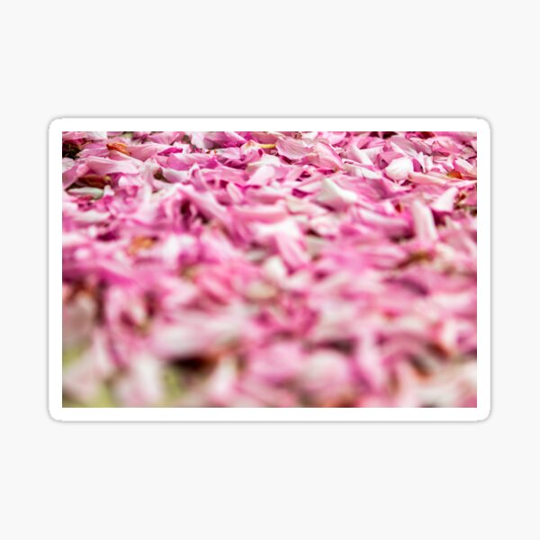 Item preview, Fallen cherry blossom designed and sold by craig777red.