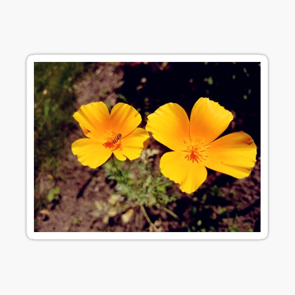 Kalifornischer Mohn Sticker
