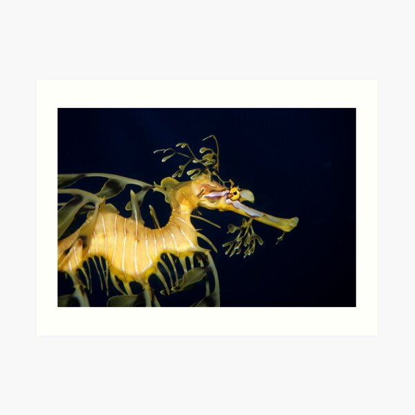 Leafy sea dragon Art Print