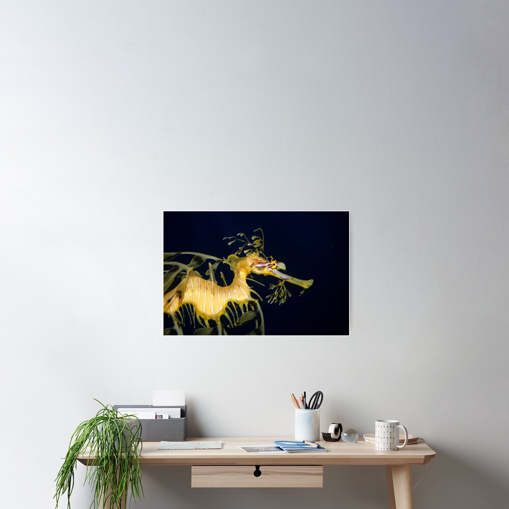 Leafy sea dragon Poster