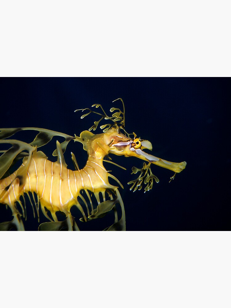 Leafy sea dragon by DavidWachenfeld