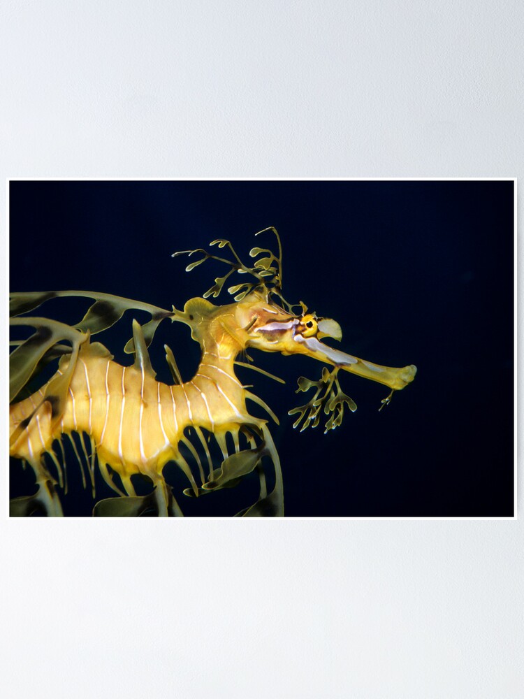 Alternate view of Leafy sea dragon Poster