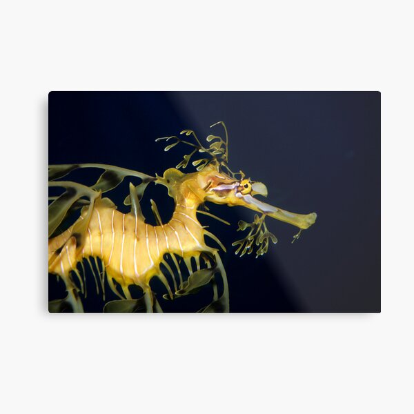 Leafy sea dragon Metal Print