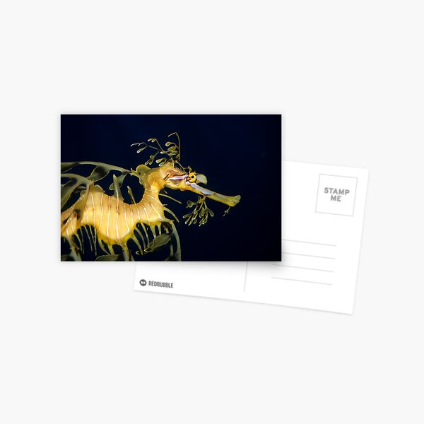 Leafy sea dragon Postcard