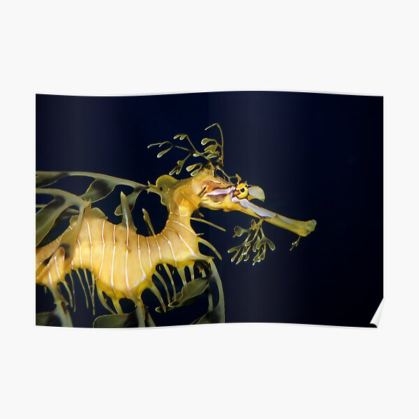 Leafy sea dragon Poster