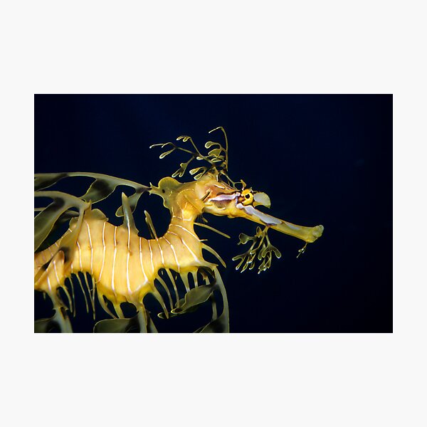 Leafy sea dragon Photographic Print