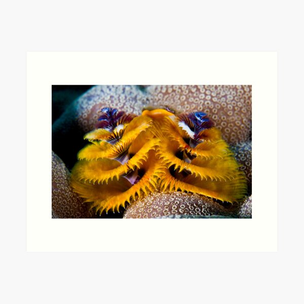Christmas tree worm Art Print